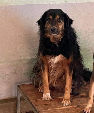 Goccia simil Bovaro del Bernese  Foto 3