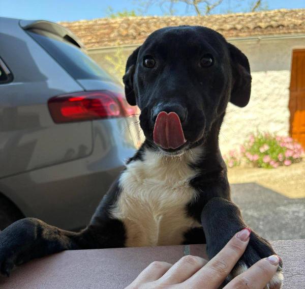Pompea cucciola  Foto 4
