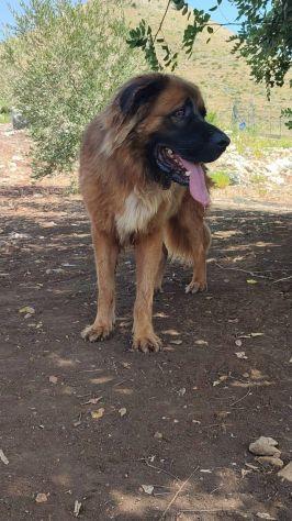 Gibbo simil leonberger  Foto 2