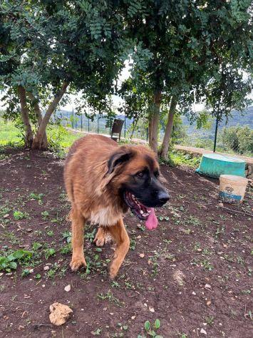Gibbo simil leonberger  Foto 3