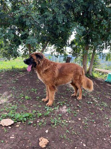 Gibbo simil leonberger  Foto 4