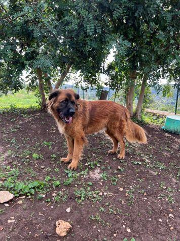 Gibbo simil leonberger  Foto 5