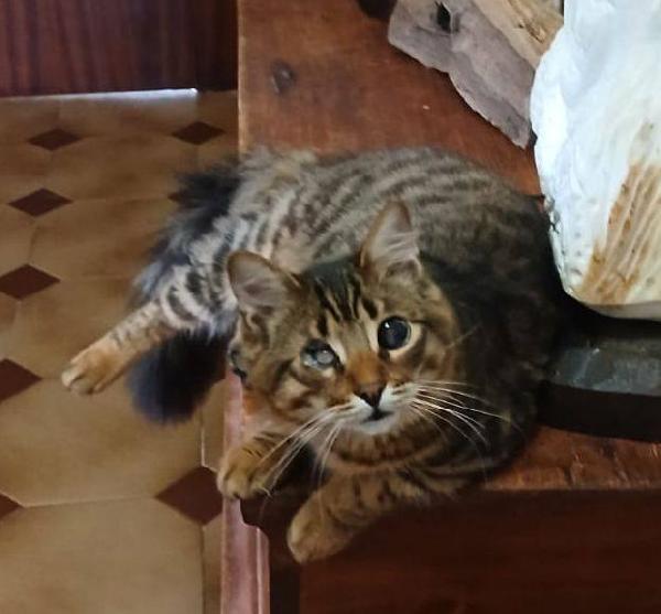 Tananai Foto 2