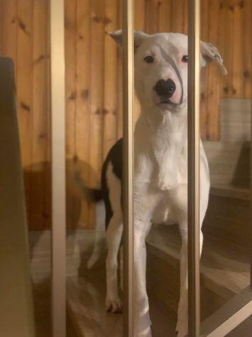 Willow Foto 3