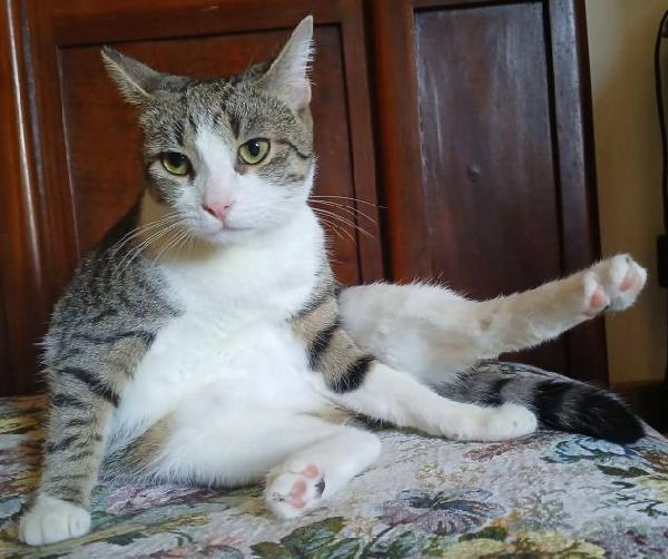 Tigro Foto 4