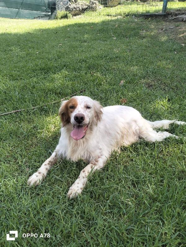 Thomas setter  Foto 2