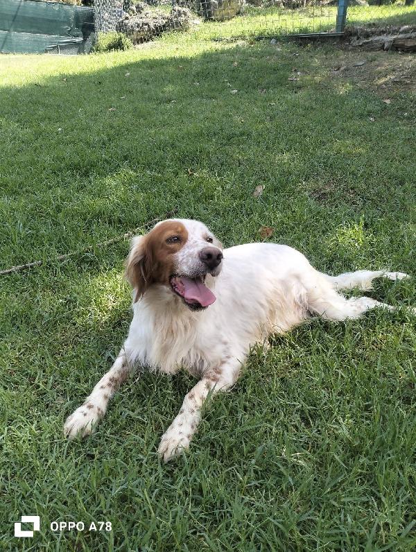 Thomas setter  Foto 4