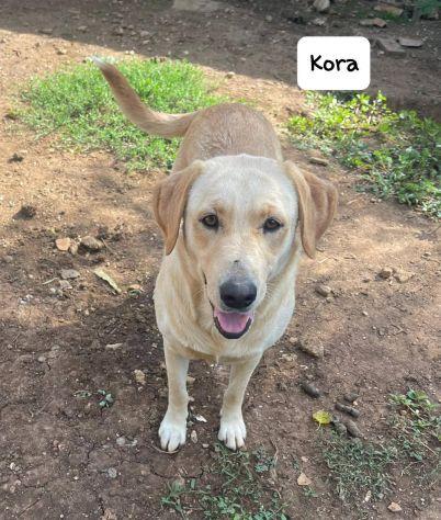 Kora simil labrador  Foto 6