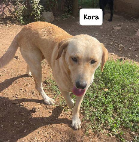 Kora simil labrador  Foto 7