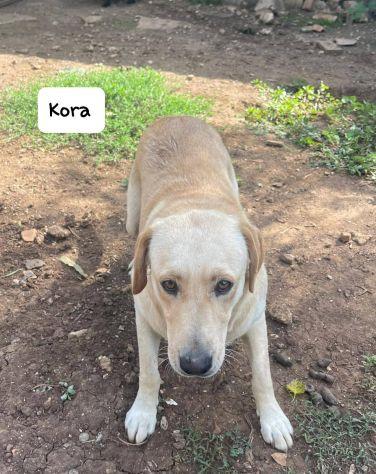 Kora simil labrador  Foto 8