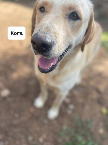 Kora simil labrador  Foto 9