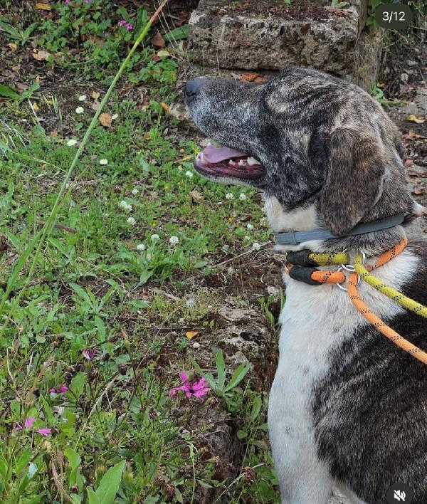 Luna 2anni e 1/2 INVISIBILE AL MONDO.ROMA Foto 2