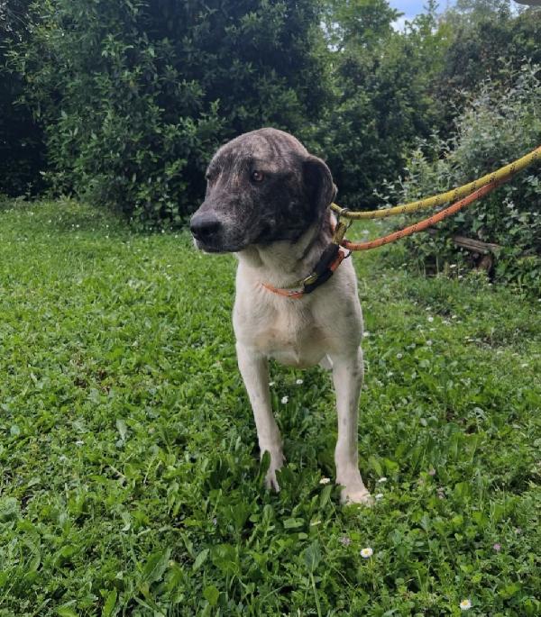 Luna 2anni e 1/2 INVISIBILE AL MONDO.ROMA Foto 3
