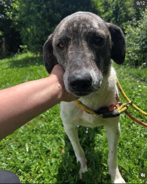 Luna 2anni e 1/2 INVISIBILE AL MONDO.ROMA Foto 4