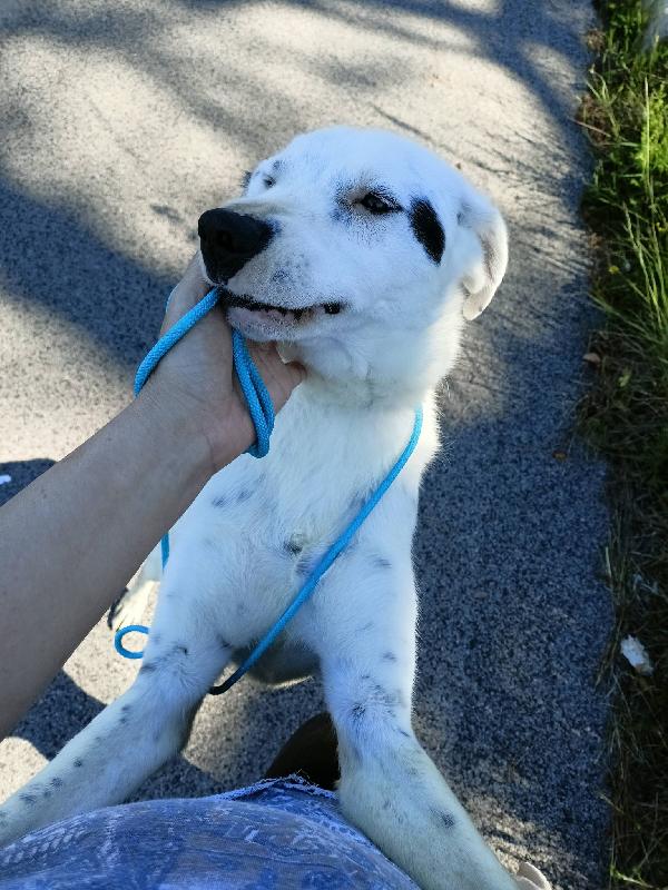 Bus Il Cagnolino Che Prendeva L'autobus 
