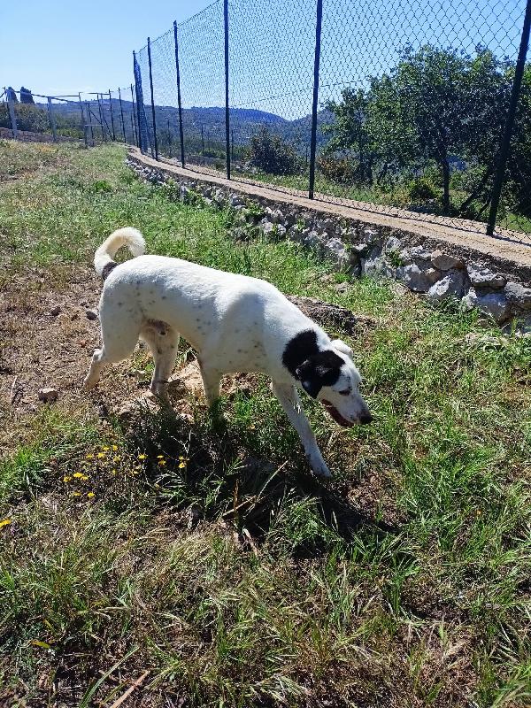 Bus il cagnolino che prendeva l'autobus  Foto 3