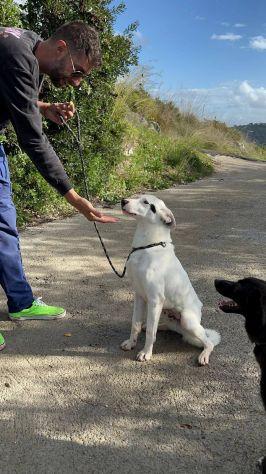 Bus il cagnolino che prendeva l'autobus  Foto 4