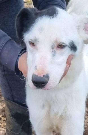 Bus il cagnolino che prendeva l'autobus  Foto 5