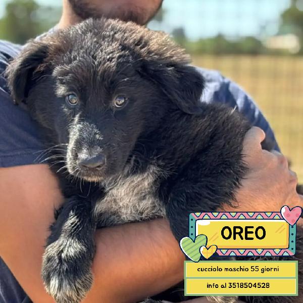 Oreo - Cucciolo Mix Pastore Del Caucaso Maremmano Cerca Casa - In Adozione A Latina