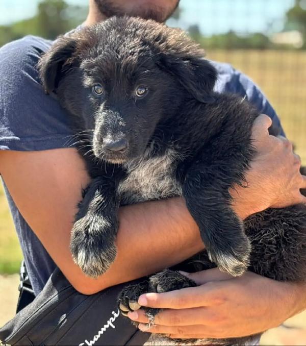 Oreo - cucciolo mix pastore del caucaso maremmano cerca casa - in adozione a Latina Foto 2
