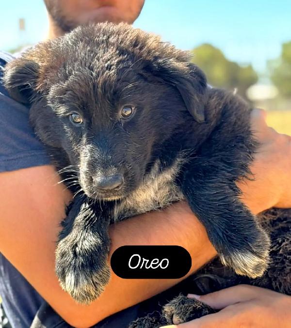Oreo - cucciolo mix pastore del caucaso maremmano cerca casa - in adozione a Latina Foto 3