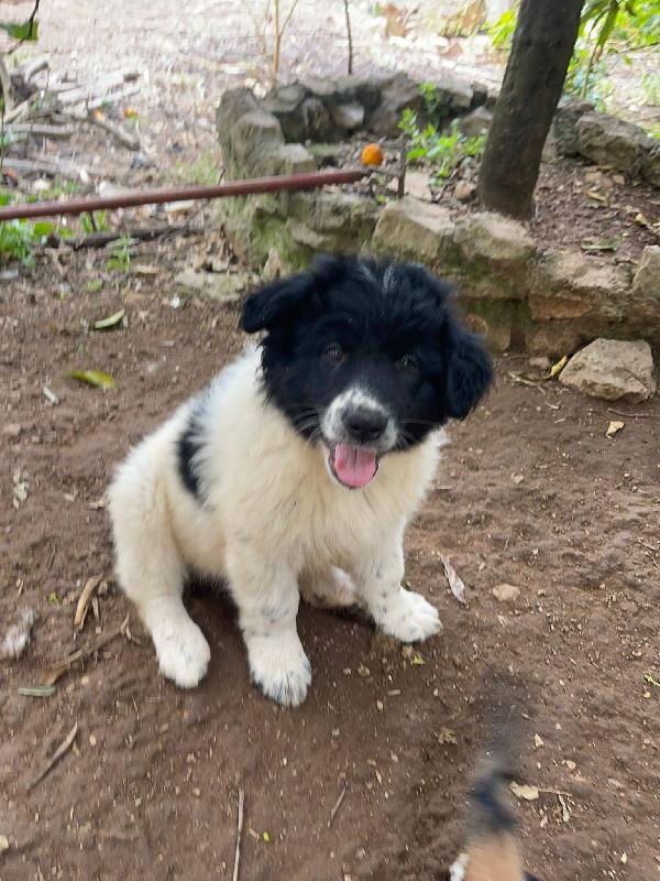 Mimì Simil Border Collie 