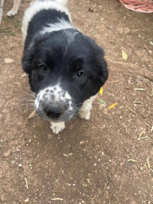 Mirtilla Simil Border Collie 