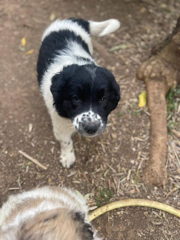 Mirtilla simil border collie  Foto 3