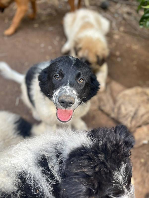 Mirtilla simil border collie  Foto 5