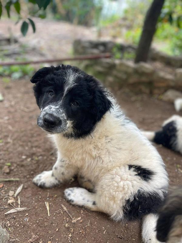 Zorro Simil Border Collie 