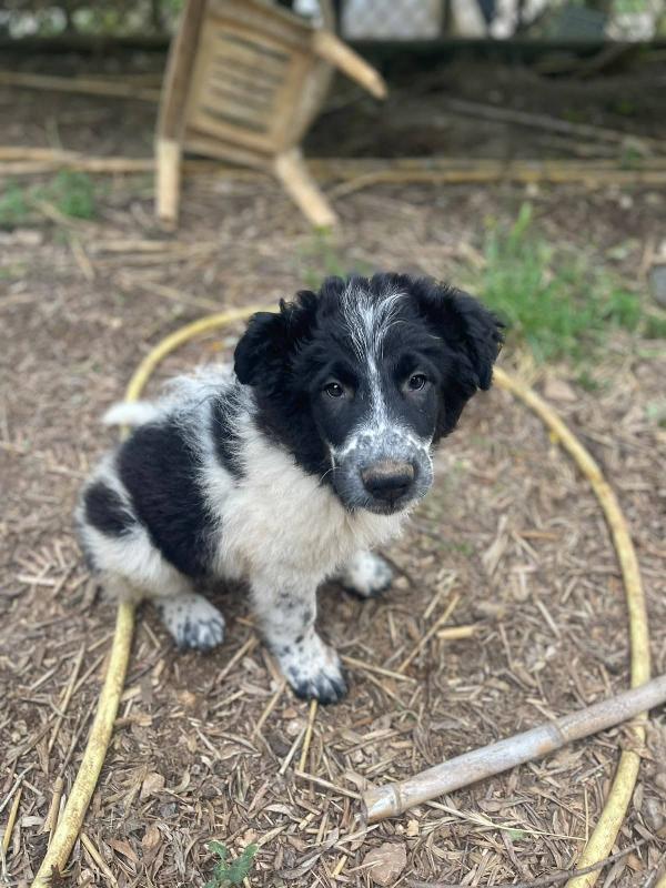 Zorro simil border collie  Foto 2