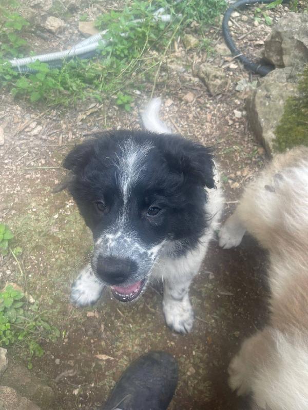 Zorro simil border collie  Foto 5