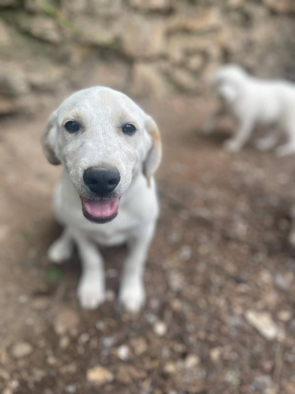 Roby Cucciolo Simil Labrador