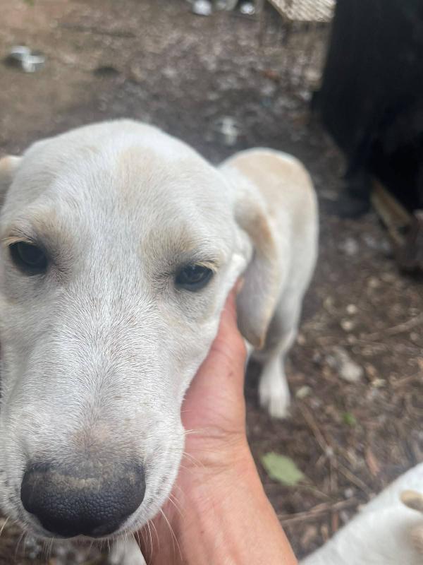 Roby cucciolo simil Labrador Foto 2