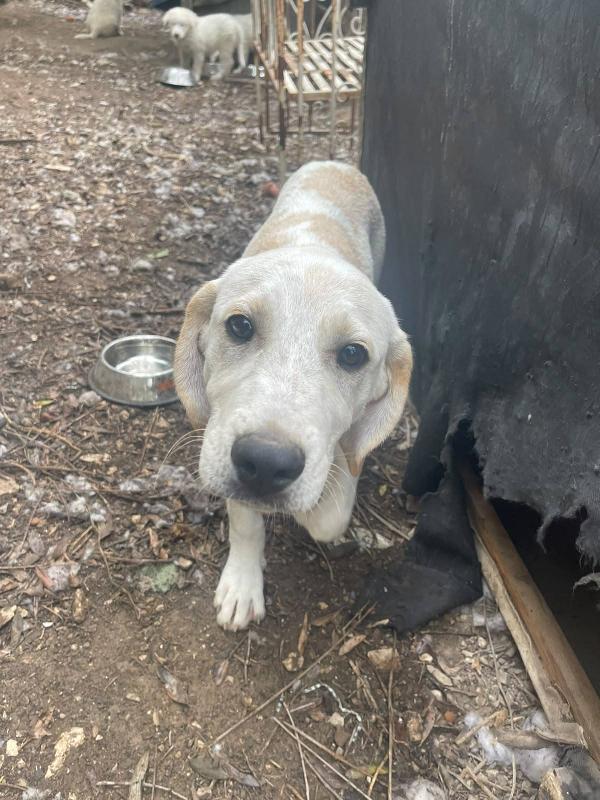 Roby cucciolo simil Labrador Foto 3