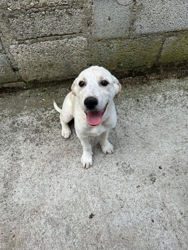 Roby cucciolo simil Labrador Foto 4