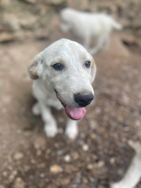 Roby cucciolo simil Labrador Foto 5