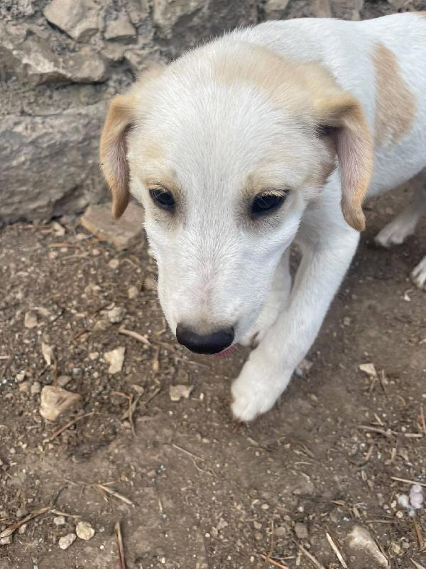 Malu Cucciolo Adozione Del Cuore 