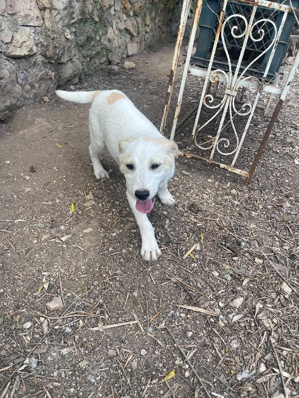 Malu cucciolo adozione del cuore  Foto 4