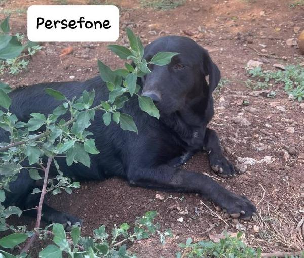 Persefone simil labrador Foto 3