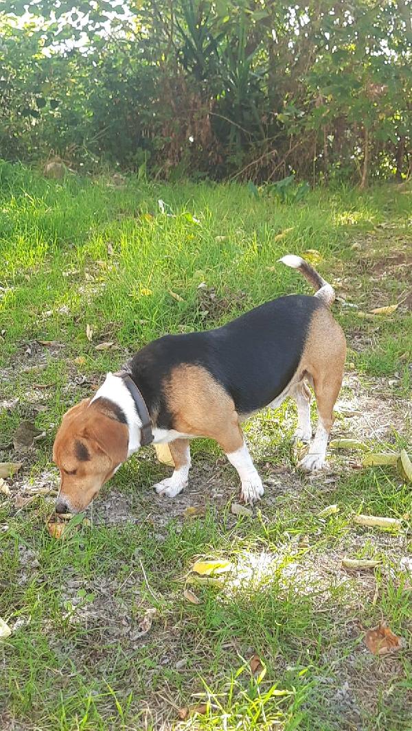 Bruno mix Beagle Bassotto  Foto 2