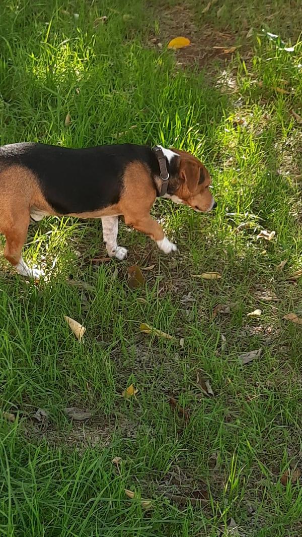 Bruno mix Beagle Bassotto  Foto 3