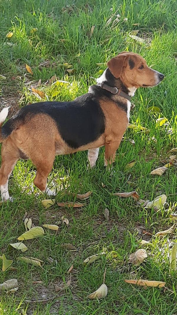 Bruno mix Beagle Bassotto  Foto 6