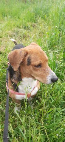 Bruno mix Beagle Bassotto  Foto 7