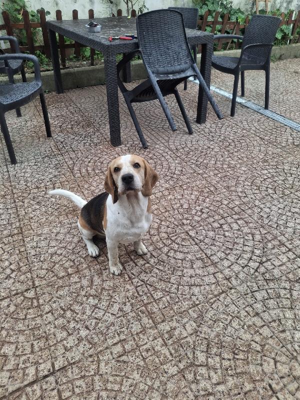 Alvin: Nonnino Beagle Dolcissimo. Lo Cedono 