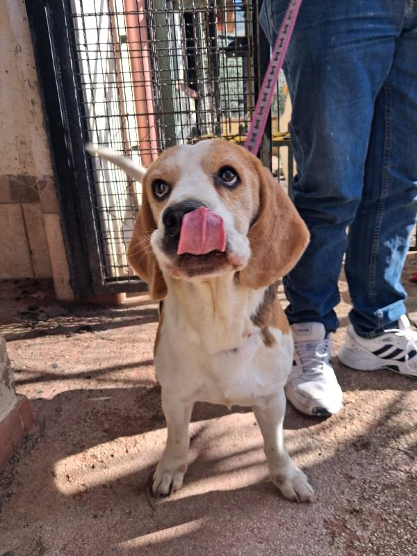 Alvin: nonnino Beagle dolcissimo. Lo cedono  Foto 2