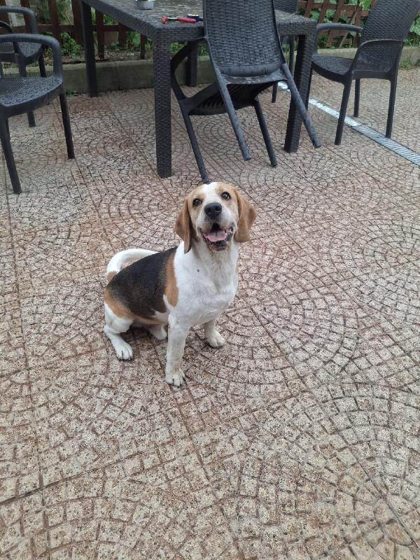 Alvin: nonnino Beagle dolcissimo. Lo cedono  Foto 3
