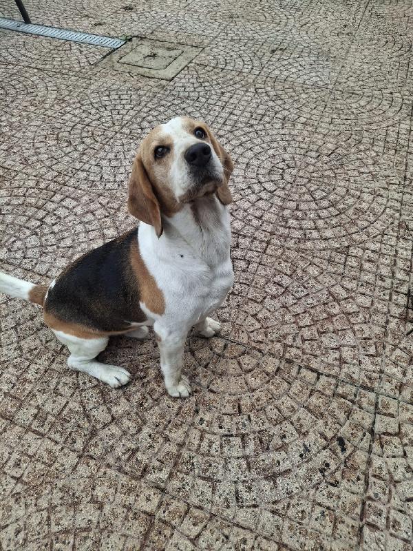 Alvin: nonnino Beagle dolcissimo. Lo cedono  Foto 4