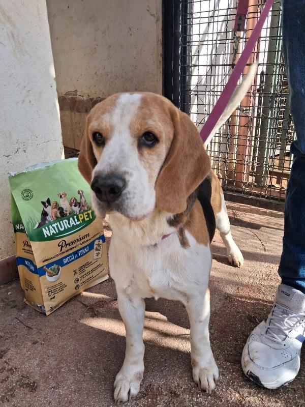 Alvin: nonnino Beagle dolcissimo. Lo cedono  Foto 5
