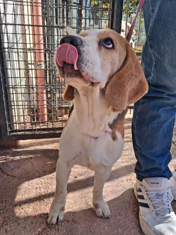 Alvin: nonnino Beagle dolcissimo. Lo cedono  Foto 6